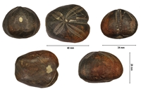 Toxater granosus